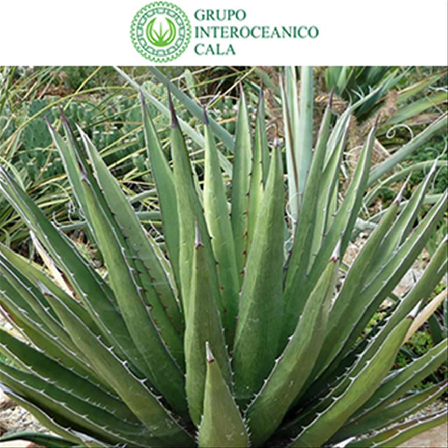 Агава фрукт фото. Агавовое растение 4 буквы. Агава pygmaea. Растения северной америки агава. Цветок семейства агавовых.